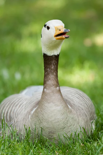 Goose resting — Stock Photo, Image