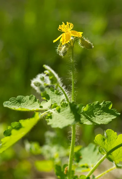 Blühende Blume aus Schöllkraut — Stockfoto