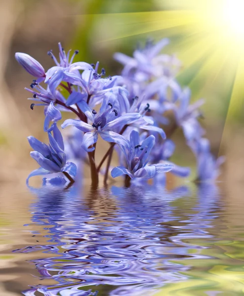 ブルーベルの花 — ストック写真