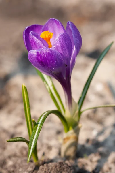 Весна Крокус — стокове фото