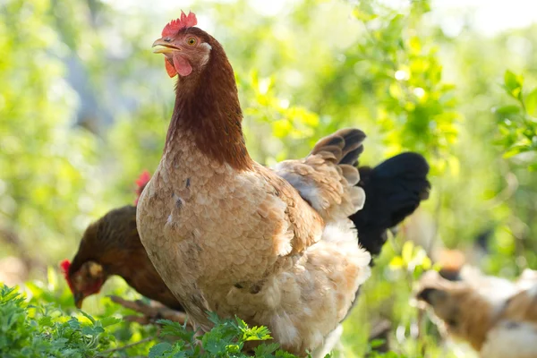 Retrato de frango — Fotografia de Stock