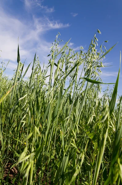 Green oat — Stock Photo, Image