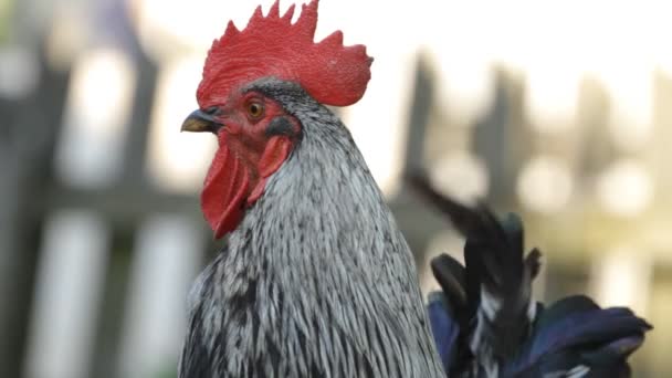 Beautiful roosters — Stock Video