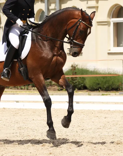 Caballo de doma — Foto de Stock