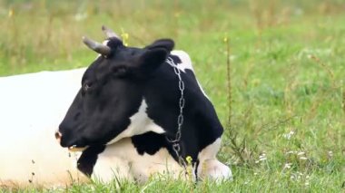 İnek çimlerin üzerinde