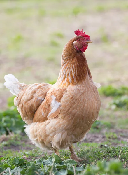 Pollo retrato — Foto de stock gratis