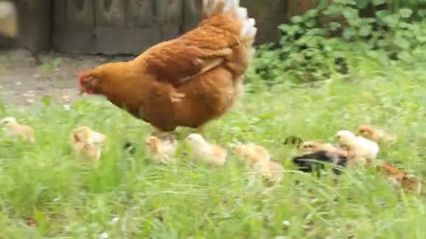 Poules et poulets — Video