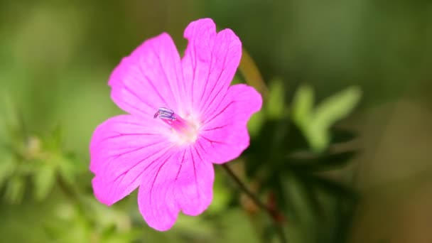 Flor de geranio — Vídeo de stock