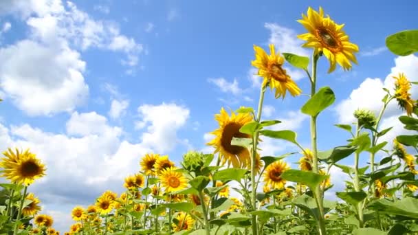 Krásné slunečnice — Stock video