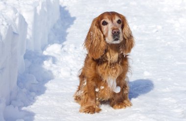 yavru horoz İspanyol