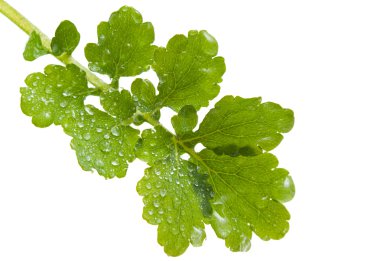 kırlangıçotu yaprak üzerinde beyaz izole