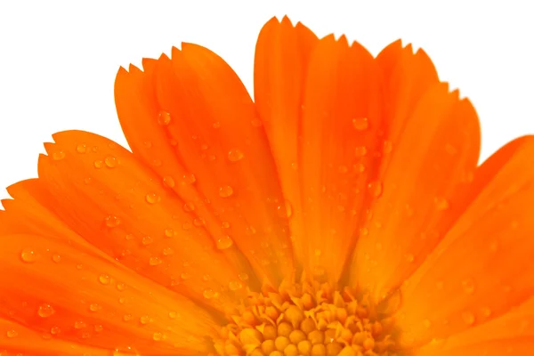 Fiore di calendula arancione — Foto Stock