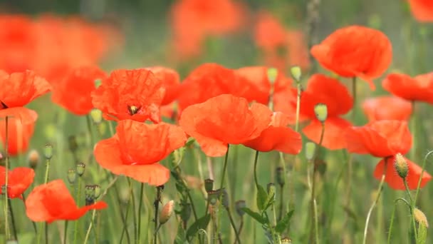 美丽的红罂粟 — 图库视频影像