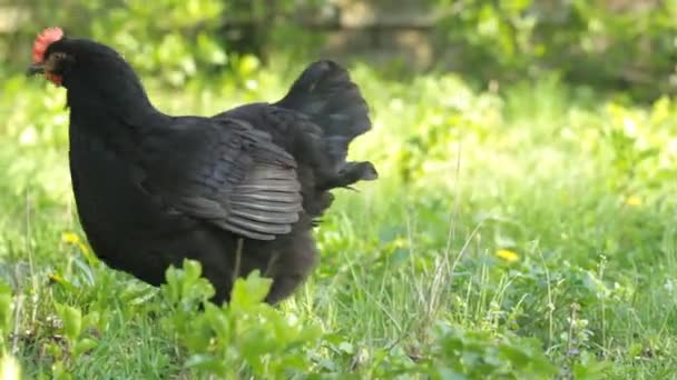 Pollo negro — Vídeos de Stock