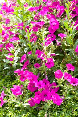 petunyaların çiçekler