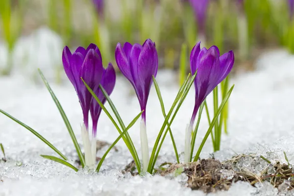 L Spring crocuses — Stock Photo, Image