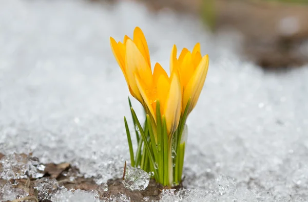 Crocus jaunes — Photo