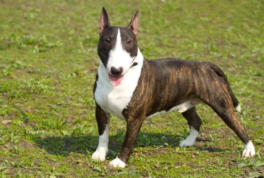İngiliz bull terrier portre