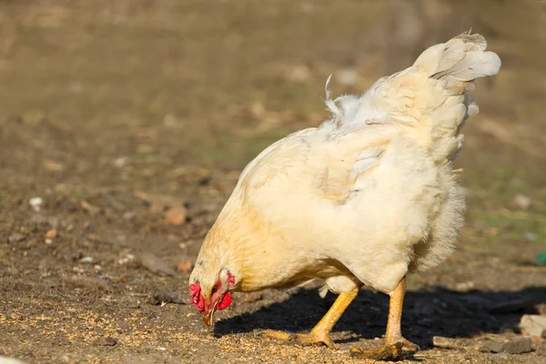 Chicken eating — Stock Photo, Image