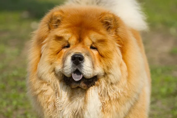 Retrato de Chow Chow — Fotografia de Stock