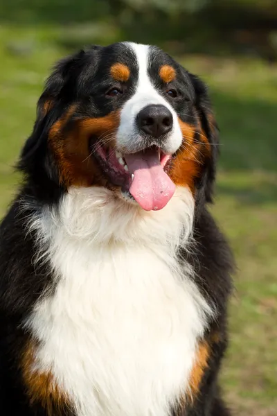 Berner Sennenhond — Stockfoto