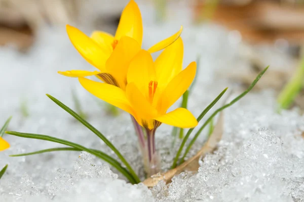 Gul krokus — Stockfoto