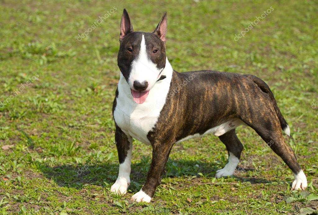 english bull terrier portrait stock photo labrador 24320939