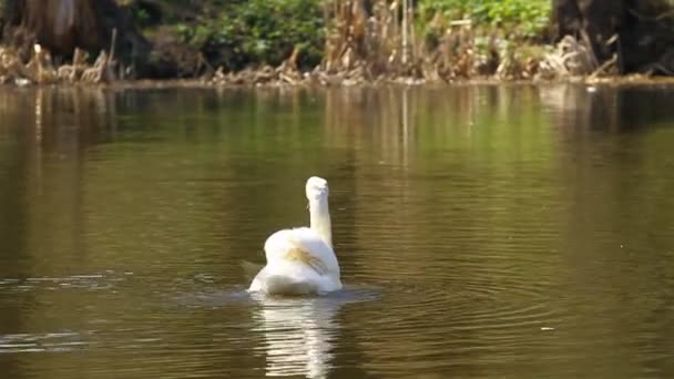 Cygne blanc — Video