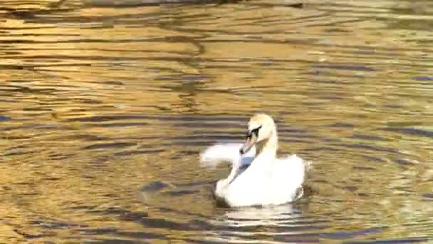 Cisne blanco — Vídeos de Stock