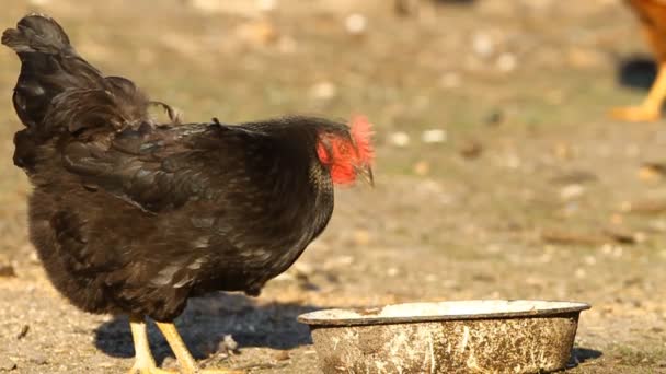 Czarny kurczak — Wideo stockowe