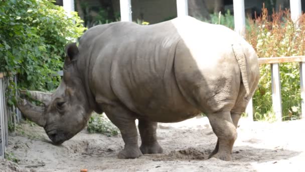 Portrait Rhinocéros — Video