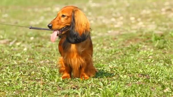 Engelse cocker spaniel — Stockvideo