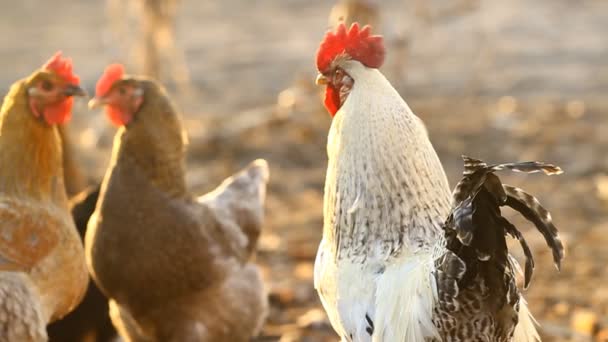 Portrait rooster — Stock Video