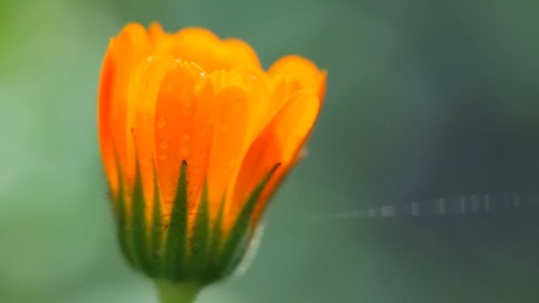 Flor de caléndula — Vídeos de Stock