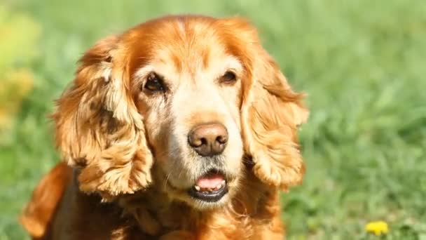 Englischer cocker spaniel — Stockvideo