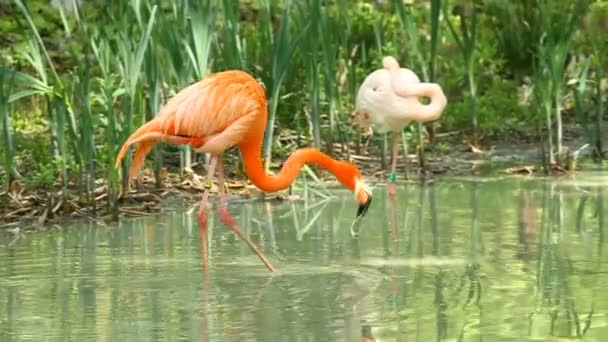 Roze flamingo — Stockvideo