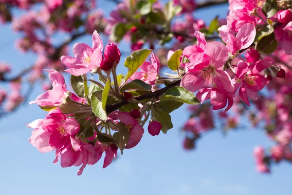 Blühender Apfelbaum — Stockfoto