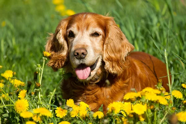 Englischer cocker spaniel — Stockfoto