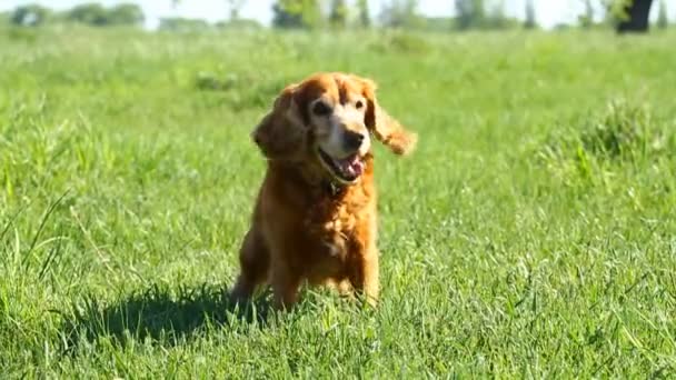 Inglês cocker spaniel — Vídeo de Stock