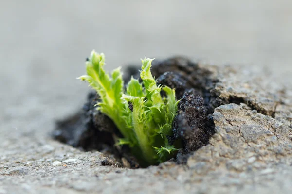 Anläggningen växer på en asfalt — Stockfoto