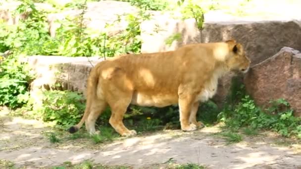 Красивая львица — стоковое видео
