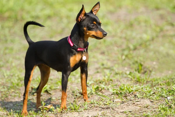 Praag Ratter(Prazsky krysarik) — Stockfoto