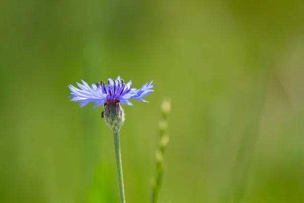 Blauwe Korenbloem — Stockfoto