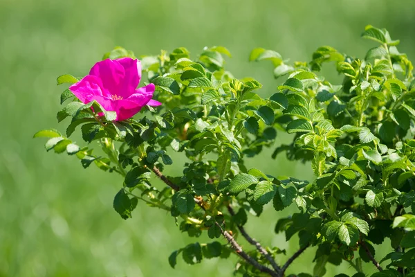 Rosa selvagem — Fotografia de Stock