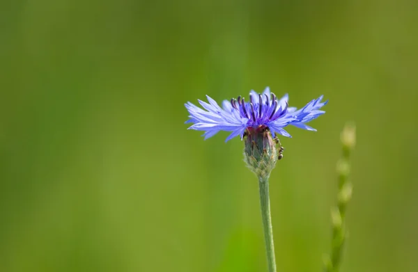 Fiordaliso blu — Foto Stock