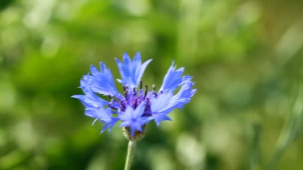 Flor de milho azul — Vídeo de Stock