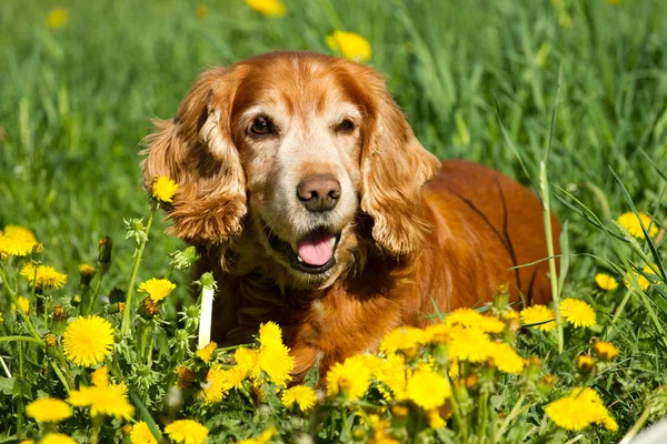 영국 투 계 사 spaniel — 스톡 사진