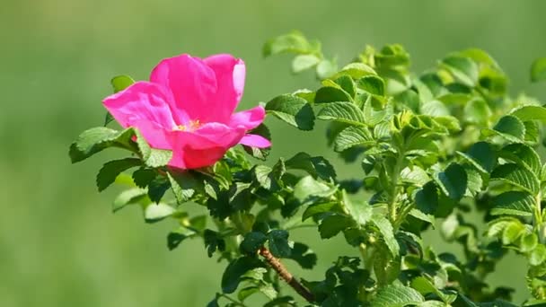 Wild rose flower — Stock Video