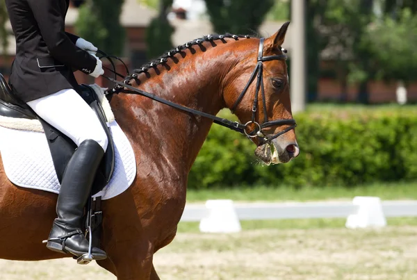 Dressage cavallo e cavaliere — Foto Stock