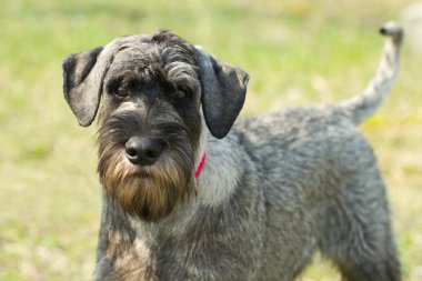 Standart schnauzer (mittelschnauzer)